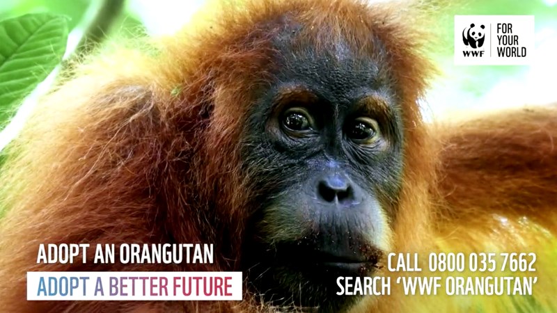 WWF