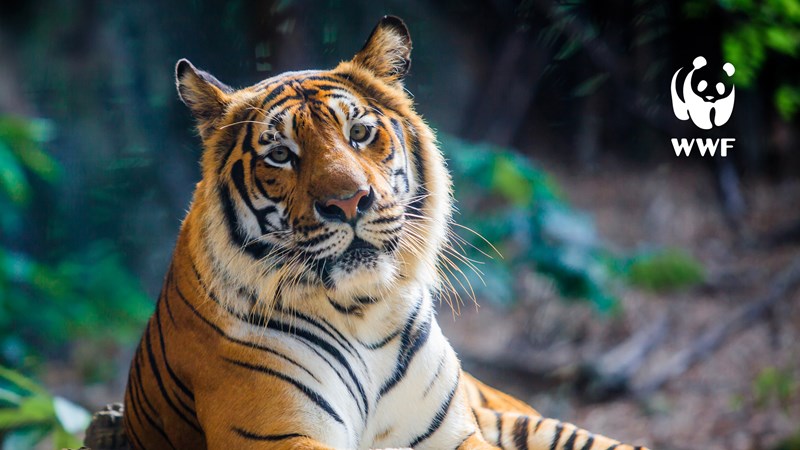 The Tiger Who Came to Tea